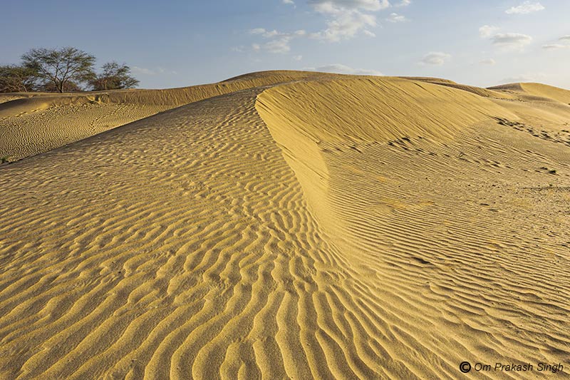 Vast stretches of sand dunes defining the arid landscape of the Thar Desert in Ramgarh region of Jaisalmer district, Rajasthan, India